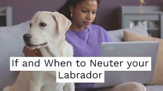 If and When to Neuter your Labrador [upl. by Mannes]