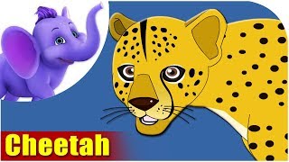 Cheetah  Animal Rhymes in Ultra HD 4K [upl. by Kelley]