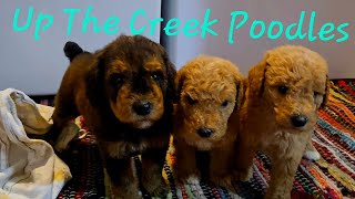 Moyen Poodle Puppies [upl. by Zacek]