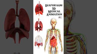 Diaphragm 3D Medical Animation Biology with Aliya medical animation 3d short [upl. by Aianat]