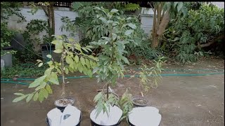 【籠植え実験】チェリモヤ、アボカド🥑、耐暑性桃🍑の植え替え 【trial】replanting cherimoya avocado🥑 and tropic hardy peach🍑 [upl. by Huntingdon]