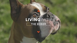 ALL ABOUT LIVING WITH BOXER DOGS [upl. by Ballou]