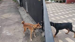 Indian Pariah vs Doberman fight face off [upl. by Leirbag807]