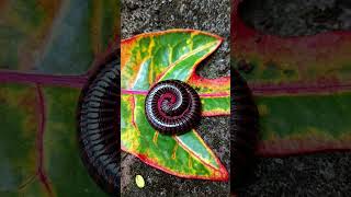 Millipede on leaf🍁 arthropods millipede scary shorts [upl. by Lindell781]