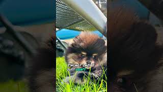 Luka puppy viral dog cutedog funny cute [upl. by Mcdade]