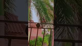 3 little birds sat on my window bird cute preppy fyp fypシ [upl. by Cerf]