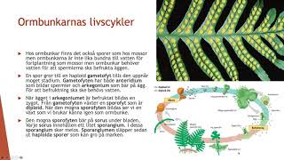 Livscykler hos växter  Biologi 2 100 p [upl. by Bennie476]