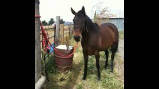 Moving a Disrespectful Horse Who Is Food Protective  Using A Rake For Pressure [upl. by Costanza726]