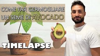 Pianta di AVOCADO da SEME ti spiego come fare passo passo [upl. by Ripley]