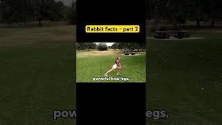 Rabbit facts part2 rabbit facts animals pets petvlog funny wildlife nature forestfunfacts [upl. by Tony]