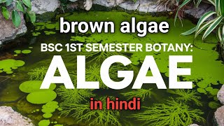 Brown algae भूरी शैवाल  BSC 1 SEMESTER BOTANY [upl. by Dorie633]