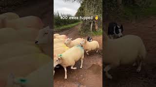 Ewes tipped amp hopefully in lamb farming lleynsheep devon sheepdog sheep farmlife collie [upl. by Mccord]