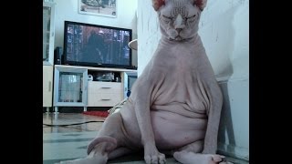 Worlds Fattest Cats Top 10 [upl. by Venditti]