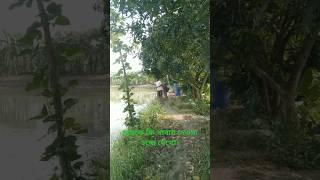 fish fishery farm bangladesh china india goodfoodinthevillage [upl. by Ioves875]