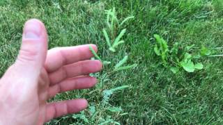 Velvet Mesquite Prosopis velutina Seedling [upl. by Vevina]