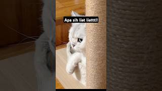 Video kucing terbaru  Tatapannya tajam bangett😱shortsviral cat funny [upl. by Lakin]