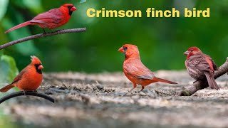 Crimson finch singing crimson bird voice Red bird chirping [upl. by Somerset542]