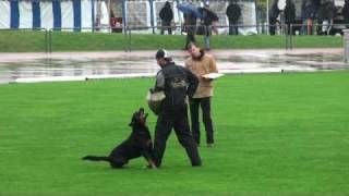 Schutzdienst  Deutsche Meisterschaft Friedhelm Klevenz mit Silvan v H Hohmann [upl. by Grantland191]