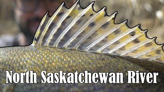 North Saskatchewan River Fishing for Sauger Goldeye Walleye [upl. by Davidde]