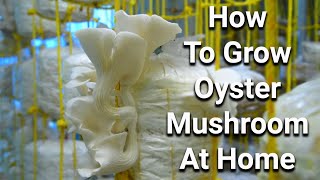 Easy Growing Oyster Mushroom At Home [upl. by Euqram]