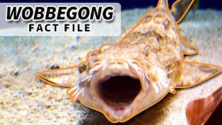 Wobbegong facts the CARPET SHARK 🦈 Animal Fact Files [upl. by Laraine]