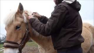 Tuto 11 Tresser la crinière  crin  de sont cheval ou poney  coiffure  horse pony [upl. by Emearg90]