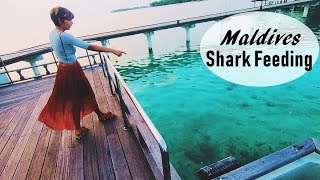 Shark Feeding  Maldives Travel  World Ghoomo [upl. by Htiel]