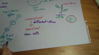 AQA GCSE Biology B2 summary Cell division [upl. by Artemus]