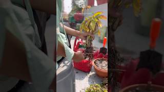 Repotting plant repotting plants gardening terracegarden [upl. by Marc]