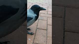 Знакомая ворона хочет клюнуть камеру  Friendly crow wants to peck at my camera [upl. by Nelyag]