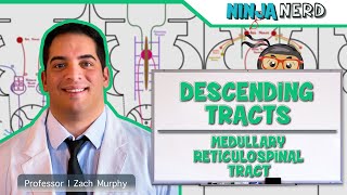 Neurology  Descending Tracts Medullary Reticulospinal Tract [upl. by Yung345]