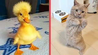 CLASSIC Dog and Cat Videos 😹🐷🐱 1 HOURS of FUNNY Clips 🙀 Cute baby animals videos 2024 [upl. by Nwahs]