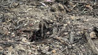 Myrmecia nigriceps at the Australian National University in Canberra [upl. by Notlad]