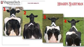 Dairy Judging 101 practice class H1 [upl. by Aloysius]