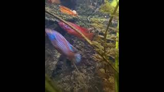 African Jewel Cichlid Breeding Pair [upl. by Atipul]