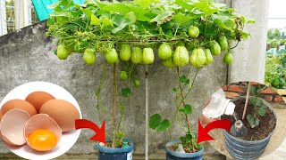 Surprised With How Easy It Is To Grow Chayote In Plastic Containers And Give Lots Of Fruit [upl. by Richelle]