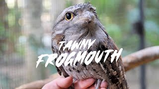 Tawny Frogmouth [upl. by Petty]