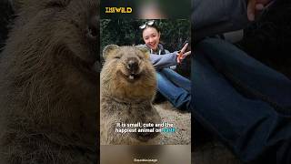 Quokka is the small cute and happiest animal on Earth shorts [upl. by Rolan124]