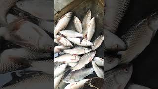 Katla songe boro mach fish shortsfeed shorts ytshort subscribe trending viralshortvideo [upl. by Pazit]