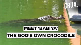 Kerala Temple That Houses A ‘Divine Crocodile’ Called Babiya  CRUX [upl. by Leahpar48]