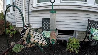 Downy Woodpecker is back Time to name him [upl. by Freberg]