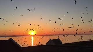 The Roseate Terns of Coquet Island [upl. by Inaleon]