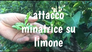 MALATTIE PIANTA LIMONE  minatrice diagnosi e cura info FITOFARMACI [upl. by Alisen]