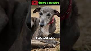 59 🏃‍♂️🐾La increíble velocidad y elegancia de los galgos 🐶 QuieroAMiPerro ❤️ [upl. by Fricke]