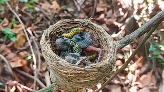 Baby bird was eating when suddenly a caterpillar entered the nest [upl. by Goldia935]