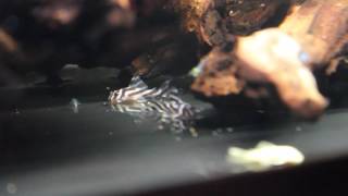 L46 Zebra Pleco Feeding [upl. by Leon]