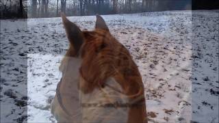 Knot Just Rope Loping Hackamore [upl. by Kruger]