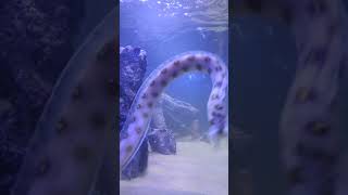 Feeding our Gold Spotted Snake Eels eel eels aquarium [upl. by Donnelly563]