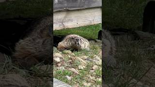 Funny groundhog groundhog animals shorts [upl. by Lancelot]