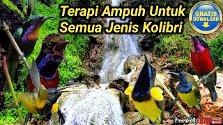 SUARA TERAPI BURUNG KOLIBRI [upl. by Eniamerej59]